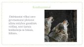 Pilkojo vilko ekologinė niša 5 puslapis
