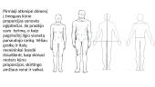Žmogaus kūno proporcijos 2 puslapis