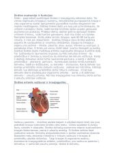 Širdies anatomija ir funkcijos