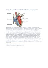 Širdies anatomija ir funkcijos 2 puslapis
