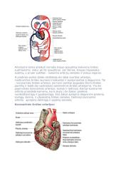 Širdies anatomija ir funkcijos 3 puslapis