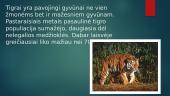 Apie tigrus 3 puslapis