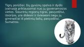 Apie tigrus 4 puslapis
