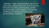 Apie tigrus 5 puslapis