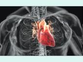 Širdis. Širdies darbo ciklas. Elektrokardiograma 2 puslapis