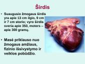 Širdis. Širdies darbo ciklas. Elektrokardiograma 4 puslapis