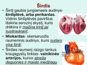 Širdis. Širdies darbo ciklas. Elektrokardiograma 5 puslapis