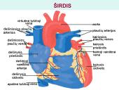 Širdis. Širdies darbo ciklas. Elektrokardiograma 6 puslapis
