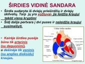 Širdis. Širdies darbo ciklas. Elektrokardiograma 7 puslapis