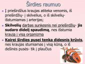 Širdis. Širdies darbo ciklas. Elektrokardiograma 8 puslapis