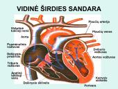 Širdis. Širdies darbo ciklas. Elektrokardiograma 9 puslapis