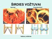 Širdis. Širdies darbo ciklas. Elektrokardiograma 10 puslapis
