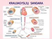 Kraujo apytaka 11 puslapis