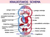 Kraujo apytaka 13 puslapis
