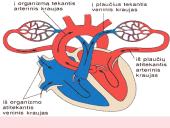 Kraujo apytaka 18 puslapis