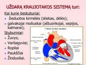 Kraujo apytaka 6 puslapis