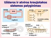 Kraujo apytaka 7 puslapis