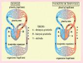 Kraujo apytaka 9 puslapis