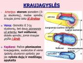 Kraujo apytaka 10 puslapis