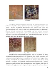 M.K. Čiurlionis "Žiemos ciklas" 4 puslapis