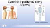 Centrinė ir periferinė nervų sistema