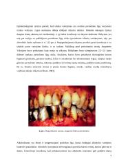 Burnos sveikatą lemiantys veiksmai 9 puslapis