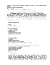 Sportas, jo funkcijos visuomenėje 4 puslapis