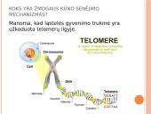Procesai ląstelei senėjant  2 puslapis