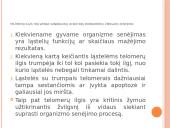 Procesai ląstelei senėjant  11 puslapis