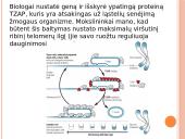Procesai ląstelei senėjant  3 puslapis