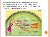 Procesai ląstelei senėjant  4 puslapis