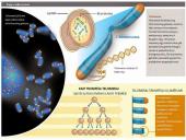 Procesai ląstelei senėjant  9 puslapis