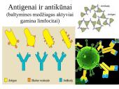 Organizmo apsauga nuo žalingo aplinkos poveikio. Antibiotikai 13 puslapis