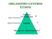 Organizmo apsauga nuo žalingo aplinkos poveikio. Antibiotikai 5 puslapis