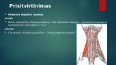 Laiptinis raumuo: priekinis vidurinis, užpakalinis (scalenius) 3 puslapis