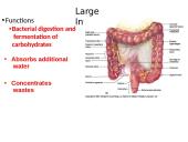 The Digestive System. Organs and Functions 11 puslapis