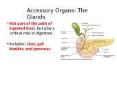 The Digestive System. Organs and Functions 12 puslapis