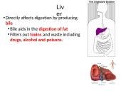 The Digestive System. Organs and Functions 13 puslapis