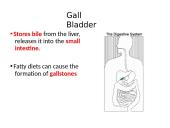 The Digestive System. Organs and Functions 14 puslapis
