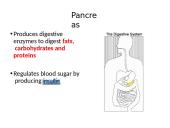 The Digestive System. Organs and Functions 15 puslapis