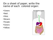The Digestive System. Organs and Functions 17 puslapis