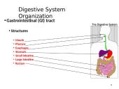 The Digestive System. Organs and Functions 4 puslapis