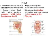 The Digestive System. Organs and Functions 5 puslapis