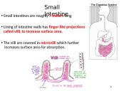 The Digestive System. Organs and Functions 8 puslapis