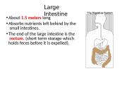 The Digestive System. Organs and Functions 10 puslapis