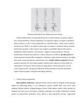 Biomechanikos taikymo sritys 6 puslapis