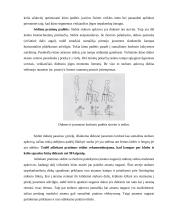Biomechanikos taikymo sritys 7 puslapis