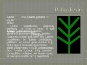 Baltų gentys (skaidrės) 19 puslapis