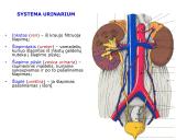 Šlapimo organų sistema. Inkstai  2 puslapis