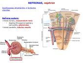 Šlapimo organų sistema. Inkstai  11 puslapis